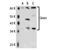  Gros1 (K-17): sc-23010. Western blot analysis of Gros1 expression in non-transfected 293: sc-110760 (A), human Gros1 transfected 293: sc-113369 (B) and HeLa (C) whole cell lysates.