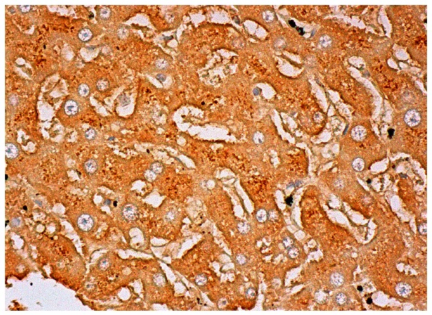  Gros1 (C-20): sc-14853. Immunoperoxidase staining of formalin fixed, paraffin-embedded human liver tissue showing cytoplasmic staining of hepatocytes.