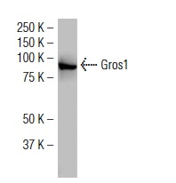  Gros1 (F-07): sc-101240. Western blot analysis of Gros1 expression in HeLa whole cell lysate.