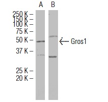  Gros1 (F-07): sc-101240 Western blot analysis of Gros1 expression in human Gros1 transfected (A) and non-transfected (B) 293T whole cell lysates.