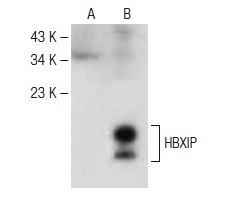  HBXIP (H-5): sc-373980. Western blot analysis of HBXIP expression in non-transfected: sc-117752 (A) and human HBXIP transfected: sc-116745 (B) 293T whole cell lysates.