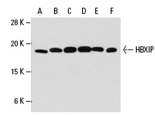  HBXIP (C-16): sc-54080. Western blot analysis of HBXIP expression in rat spleen (A) and mouse heart (B) tissue extracts and MCF7 (C), HeLa (D), Jurkat (E) and NIH/3T3 (F) whole cell lysates.