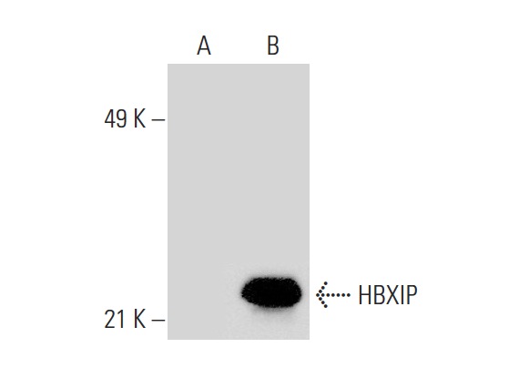  HBXIP (N-14): sc-54081. Western blot analysis of HBXIP expression in non-transfected: sc-117752 (A) and human HBXIP transfected: sc-116745 (B) 293T whole cell lysates.