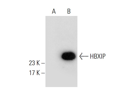  HBXIP (S-15): sc-54082. Western blot analysis of HBXIP expression in non-transfected: sc-117752 (A) and human HBXIP transfected: sc-116745 (B) 293T whole cell lysates.