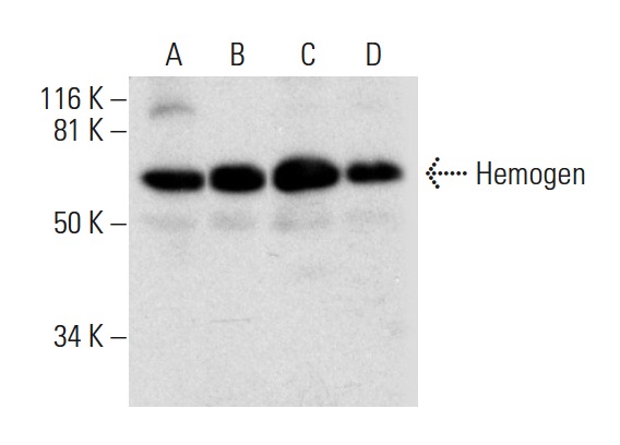  Hemogen (D-4): sc-393386. Western blot analysis of Hemogen expression in K-562 (A), Jurkat (B), HEL 92.1.7 (C) and MEG-01 (D) nuclear extracts.