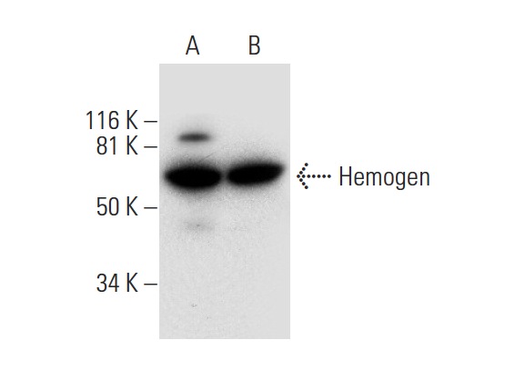  Hemogen (C-7): sc-393416. Western blot analysis of Hemogen expression in K-562 (A) and Jurkat (B) nuclear extracts.