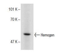  Hemogen (T-20): sc-66241. Western blot analysis of Hemogen expression in mouse testis tissue extract.