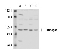  Hemogen (Y-20): sc-66242. Western blot analysis of Hemogen expression in K-562 (A), HEL 92.1.7 (B), Jurkat (C) and MEG-01 (D) nuclear extracts.