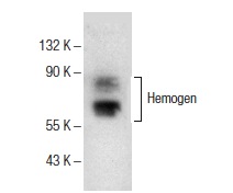  Hemogen (R-190): sc-68359. Western blot analysis of Hemogen expression in RBL-1 whole cell lysate.