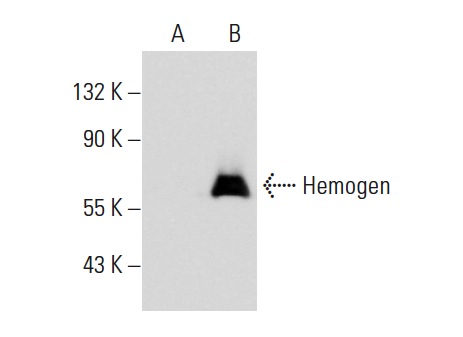  Hemogen (G-17): sc-66235. Western blot analysis of Hemogen expression in non-transfected: sc-117750 (A) and human Hemogen transfected: sc-115998 (B) whole cell lysates.