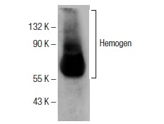  Hemogen (M-180): sc-68360. Western blot analysis of Hemogen expression in mouse lymph node tissue extract.