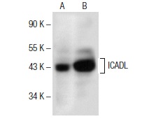  ICAD<sub>L</sub> (C-4): sc-376044. Western blot analysis of ICADL expression in WR19L (A) and WEHI-3 (B) whole cell lysates.