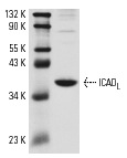  ICAD<sub>L</sub> (M-19): sc-8365. Western blot analysis of ICAD<sub>L</sub> expression in WR19L whole cell lysate.