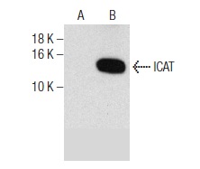  ICAT (FL-81): sc-99240. Western blot analysis of ICAT expression in non-transfected: sc-117752 (A) and human ICAT transfected: sc-370062 (B) 293T whole cell lysates.