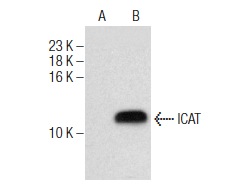  ICAT (G-16): sc-25175. Western blot analysis of ICAT expression in non-transfected: sc-117752 (A) and human ICAT transfected: sc-370062 (B) 293T whole cell lysates.