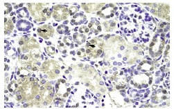  IER2 (E-19): sc-101980. Immunoperoxidase staining of formalin fixed, paraffin-embedded human kidney tissue showing nuclear and cytoplasmic staining.