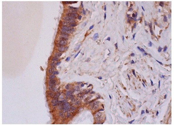  IEX-1 (C-20): sc-8454. Immunoperoxidase staining of formalin fixed, paraffin-embedded human bronchus tissue showing cytoplasmic staining of respiratory epithelial cells.