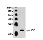  ASC (N-15)-R: sc-22514-R. Western blot analysis of ASC expression in HL-60 whole cell lysate.