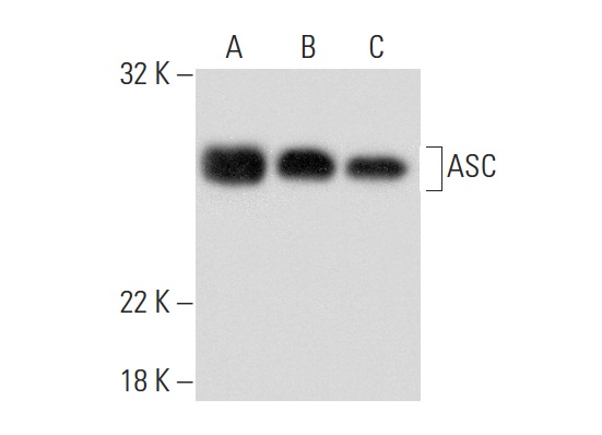  ASC (N-15)-R: sc-22514-R. Western blot analysis of ASC expression in U-937 (A), SK-MEL-28 (B) and K-562 (C) whole cell lysates.