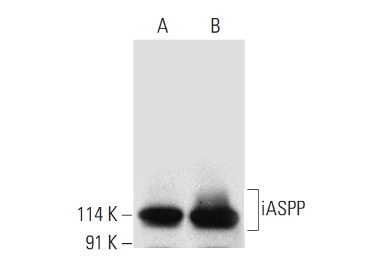  iASPP (A-2): sc-398566. Western blot analysis of iASPP expression in MCF7 (A) and NCI-H1299 (B) whole cell lysates.