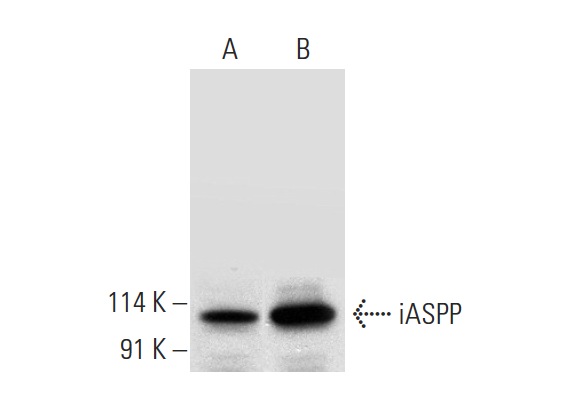  iASPP (H-300): sc-98538. Western blot analysis of iASPP expression in MCF7 (A) and NCI-H1299 (B) whole cell lysates.