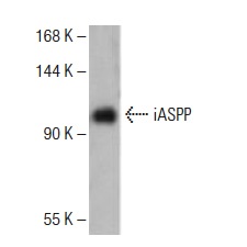  iASPP (E-21): sc-133686. Western blot analysis of human iASPP transfected 293T whole cell lysate.