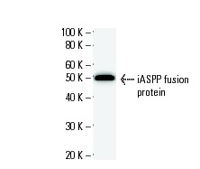  iASPP (2808C5a): sc-81297 Western Blot analysis of human recombinant iASPP fusion protein.