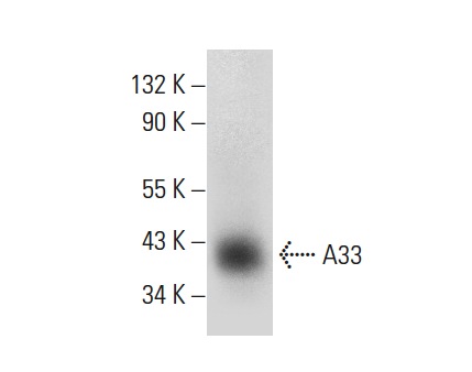  A33 (M-319): sc-50523. Western blot analysis of A33 expression in mouse small intestine tissue extract.