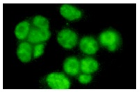  Ku-86 (B-1): sc-5280. Immunofluorescence staining of methanol-fixed HeLa cells showing nuclear staining.