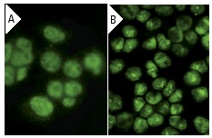  Ku-86 (B-1): sc-5280. Immunofluorescence staining of methanol-fixed HeLa cells showing nuclear localization using indirect FITC (A) staining and direct Alexa Fluor 488 (B) staining.