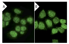  Ku-86 (B-1): sc-5280. Immunofluorescence staining of methanol-fixed HeLa cells showing nuclear localization using indirect FITC (A) staining and direct Alexa Fluor 488 (B) staining.