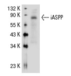  iASPP (2808C5a): sc-81297. Western blot analysis of iASPP expression in HeLa whole cell lysate.