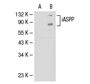  iASPP (2808C5a): sc-81297. Western blot analysis of iASPP expression in non-transfected: sc-117752 (A) and human iASPP transfected: sc-114808 (B) 293T whole cell lysates.