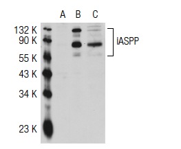  iASPP (2808C5a): sc-81297. Western blot analysis of iASPP expression in non-transfected 293T: sc-117752 (A), human iASPP transfected 293T: sc-117013 (B) and HeLa (C) whole cell lysates.