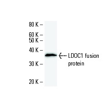  LDOC1 (2507C1a): sc-81103 Western Blot analysis of human recombinant LDOC1 fusion protein.