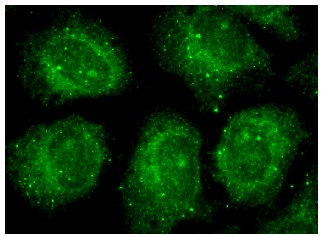  Mac-2BP (E-8): sc-374541. Immunofluorescence staining of methanol-fixed HeLa cells showing cytoplasmic and vesicle localization.