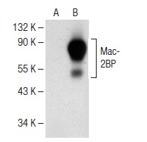  Mac-2BP (E-8): sc-374541. Western blot analysis of Mac-2BP expression in non-transfected: sc-117752 (A) and human Mac-2BP transfected: sc-158703 (B) 293T whole cell lysates.