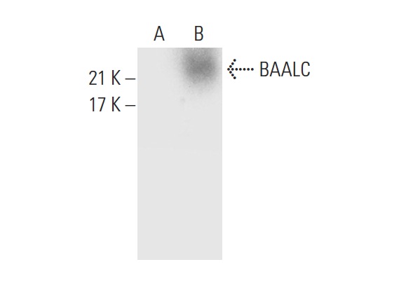  BAALC (H-54): sc-292585. Western blot analysis of BAALC expression in non-transfected: sc-117752 (A) and human BAALC transfected: sc-170308 (B) 293T whole cell lysates.