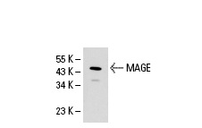  MAGE (A-16): sc-31321. Western blot analysis of MAGE expression in HeLa whole cell lysate.