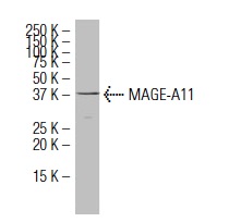  MAGE-A11 (YN-2): sc-101222. Western blot analysis of MAGE-A11 expression in K-562 whole cell lysate.