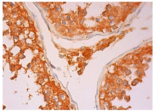  MAGE-B4 (K-17): sc-14308. Immunoperoxidase staining of formalin fixed, paraffin-embedded human testis tissue showing cytoplasmic staining of cells in seminiferous ducts and Leydig cells.