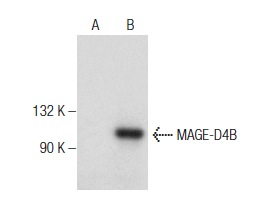  MAGE-D4/MAGE-D4B (A-20): sc-68610. Western blot analysis of MAGE-D4B expression in non-transfected: sc-117752 (A) and human MAGE-D4B transfected: sc-369074 (B) 293T whole cell lysates.