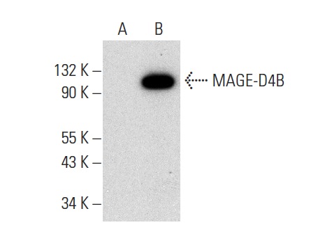  MAGE-D4/MAGE-D4B (F-3): sc-398908. Western blot analysis of MAGE-D4B expression in non-transfected: sc-117752 (A) and human MAGE-D4B transfected: sc-369074 (B) 293T whole cell lysates.