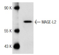  MAGE-L2 (T-14): sc-164954. Western blot analysis of MAGE-L2 expression in EOC 20 whole cell lysate.