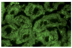  MALT1 (H-300): sc-28246. Immunofluorescence staining of normal mouse kidney frozen section showing cytoplasmic staining.