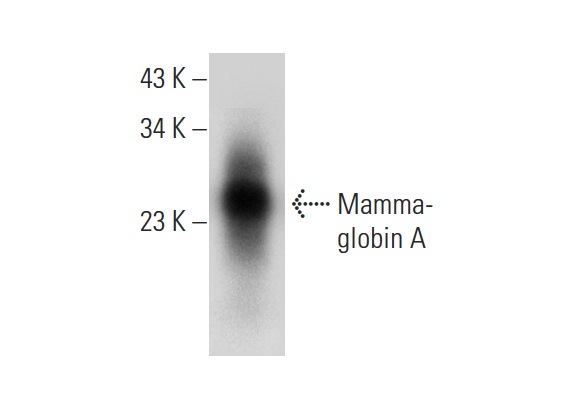  Mammaglobin A (D-7): sc-398405. Western blot analysis of Mammaglobin A expression in human breast tissue extract.