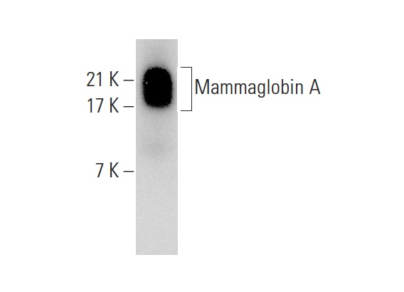  Mammaglobin A (E-17): sc-48330. Western blot analysis of Mammaglobin A expression in human breast tissue extract.