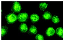  MSH3 (M-18): sc-5692. Immunofluorescence staining of methanol-fixed KNRK cells showing nuclear localization.