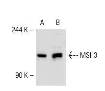  MSH3 (H-300): sc-11441. Western blot analysis of MSH3 expression in 293T whole cell lysate (A) and HeLa nuclear extract (B).