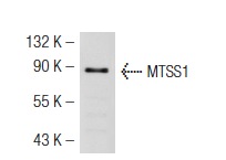  MTSS1 (SS-3): sc-101204. Western blot analysis of MTSS1 expression in NIH/3T3 whole cell lysate.